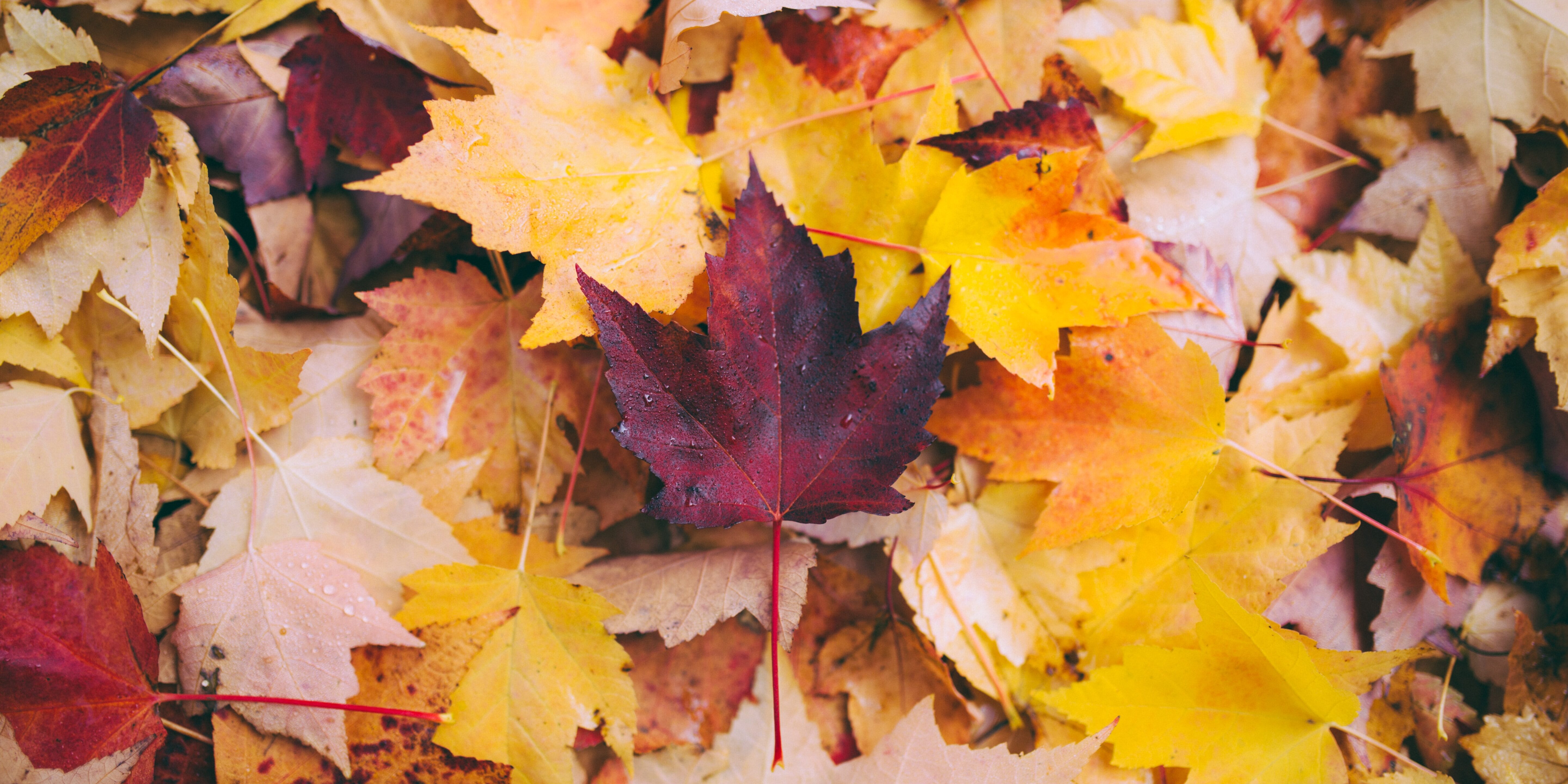 Herfst: vasthouden en loslaten