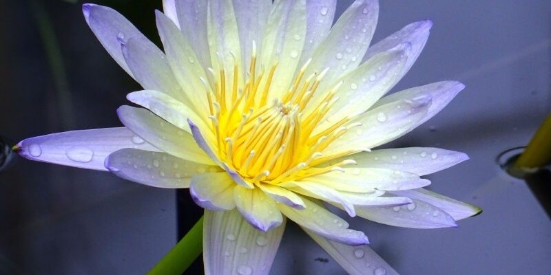 De kleuren van de lotusbloem en hun betekenis