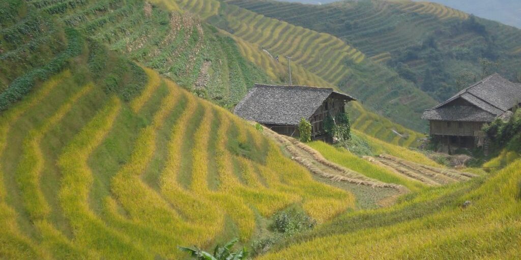 ries-herbal-oolongthee-plantage-zuid-china