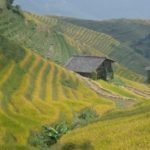 ries-herbal-oolongthee-plantage-zuid-china